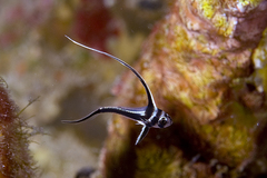 Eques punctatus