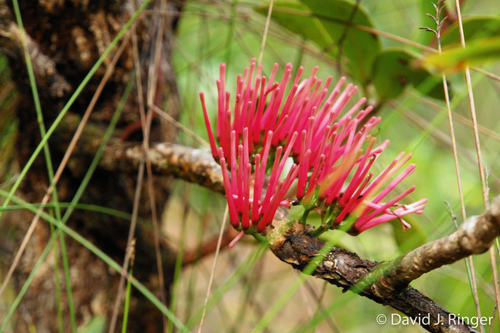 Amyema scandens