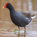 Common Gallinule - Photo (c) uzun, some rights reserved (CC BY-NC)