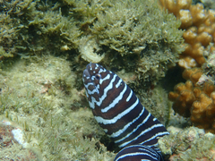 Image of Gymnomuraena zebra