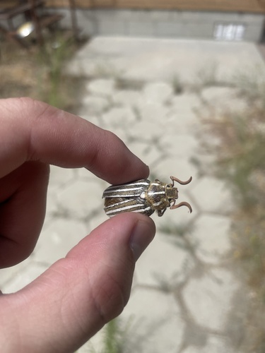 iNaturalist observation photo of Ten-lined June Beetle