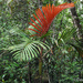 Chambeyronia divaricata - Photo (c) David Jeffrey Ringer, μερικά δικαιώματα διατηρούνται (CC BY-NC), uploaded by David Jeffrey Ringer