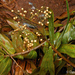 Flagellaria neocaledonica - Photo (c) David Jeffrey Ringer, algunos derechos reservados (CC BY-NC), subido por David Jeffrey Ringer