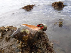 Calcinus californiensis