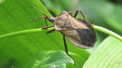 Spartocera granulata