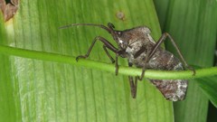 Spartocera granulata