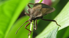 Spartocera granulata