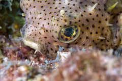 Chilomycterus antennatus