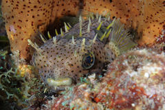 Chilomycterus antennatus