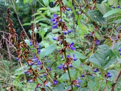 Calopogonium caeruleum