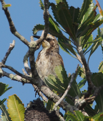 Gliciphila melanops