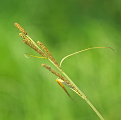 Carex heterolepis