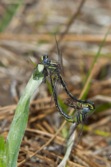Phanogomphus westfalli