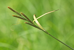 Carex heterolepis
