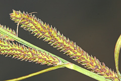 Carex heterolepis