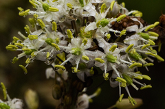 Drimia altissima image