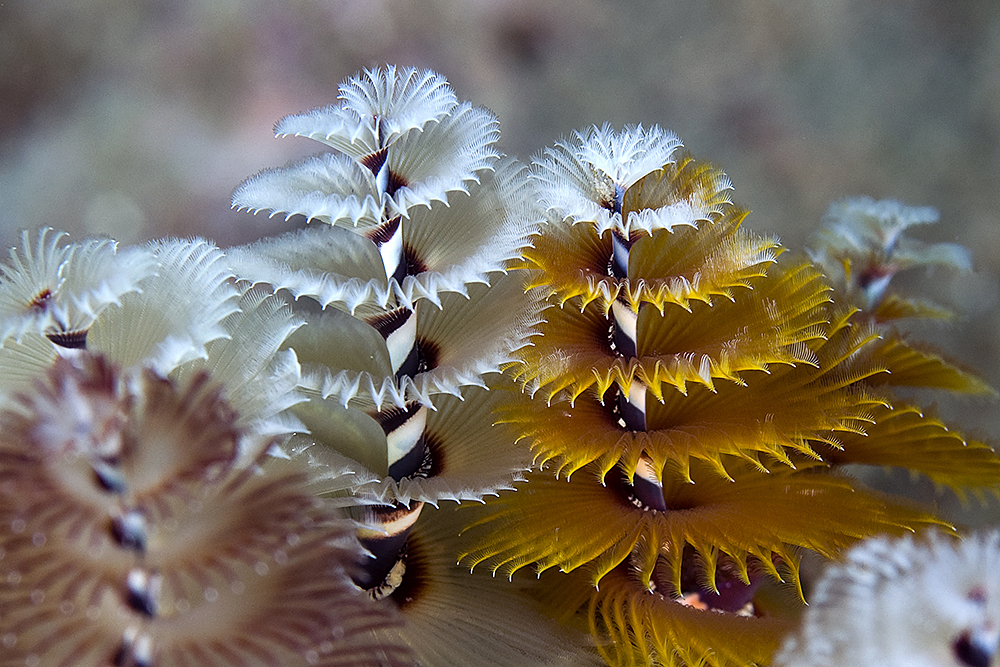 Photo of Christmas tree worm (Spirobranchus giganteus)
