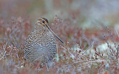 Agachadiza real (Gallinago media)
