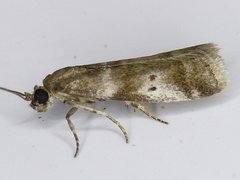 Acrobasis vaccinii