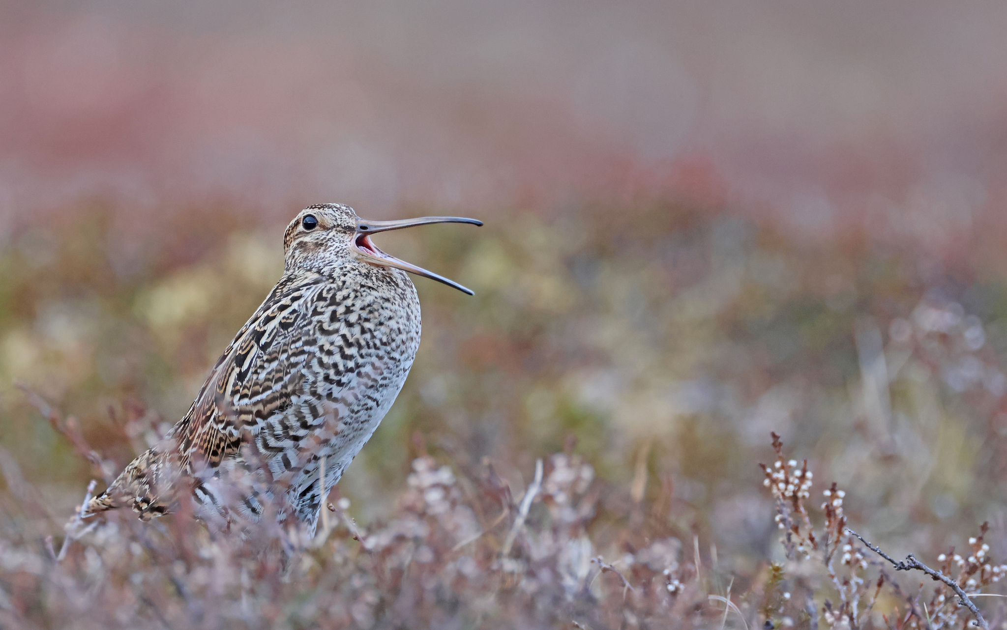 Great Snipe (Gallinago media)