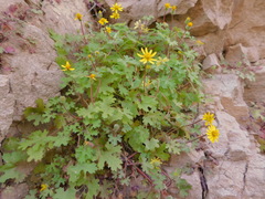 Perityle lobata