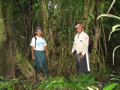 Bravaisia integerrima