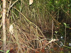 Bravaisia integerrima