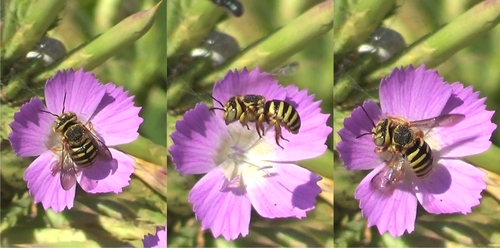 Grohmann's Yellow-Resin bee