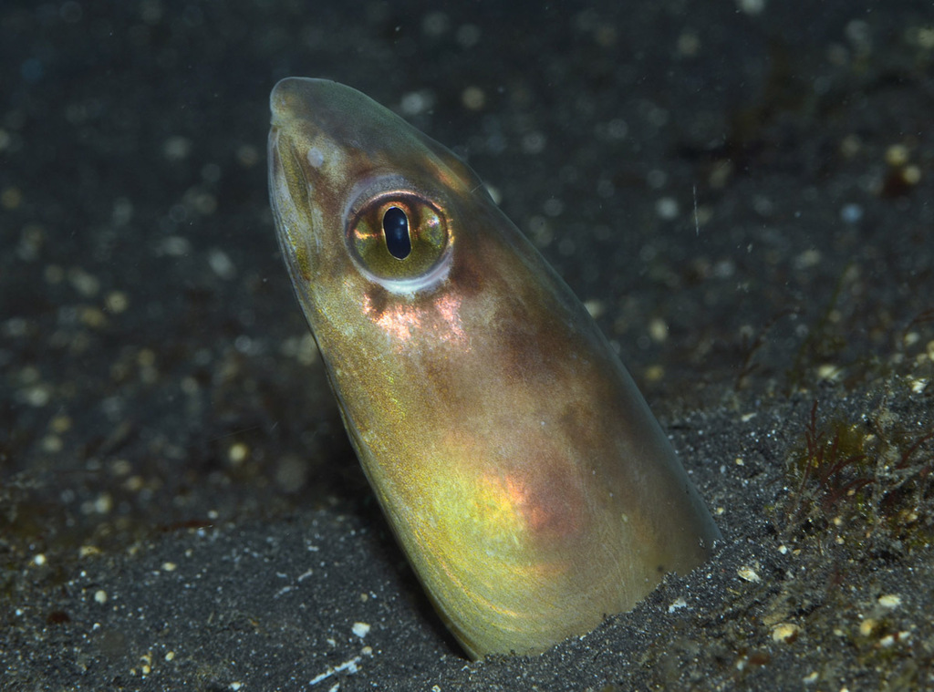 Sea Conger