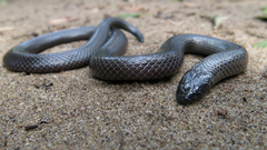 Common Purple-Glossed Snake photo 3