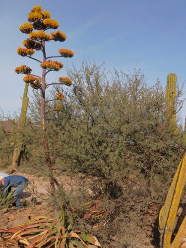 Agave aurea (Agave aurea)