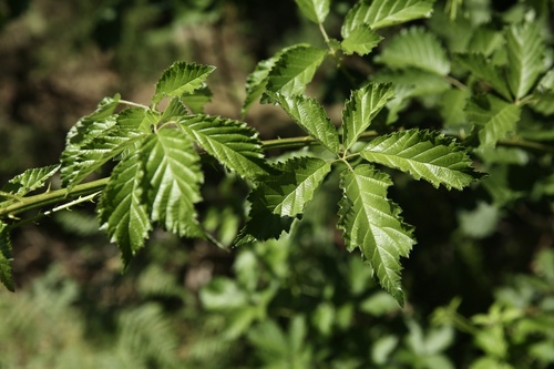 Rubus vigoi