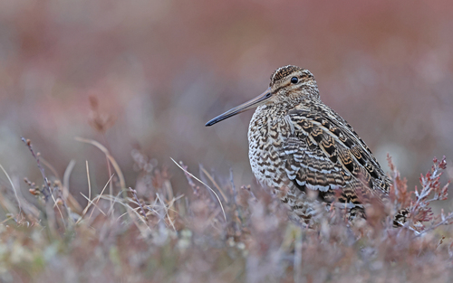 Great Snipe, photo 6 of 7