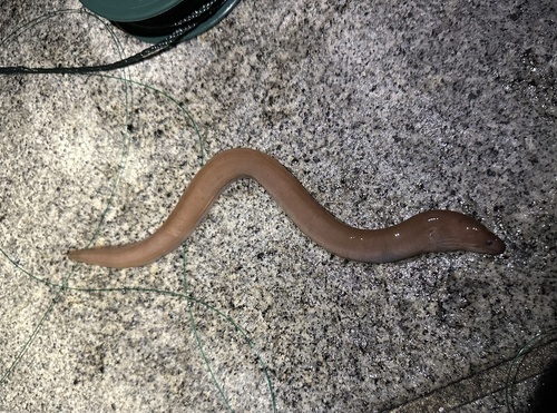 Herre's moray (Gymnothorax herrei) — Muraenidae — 5