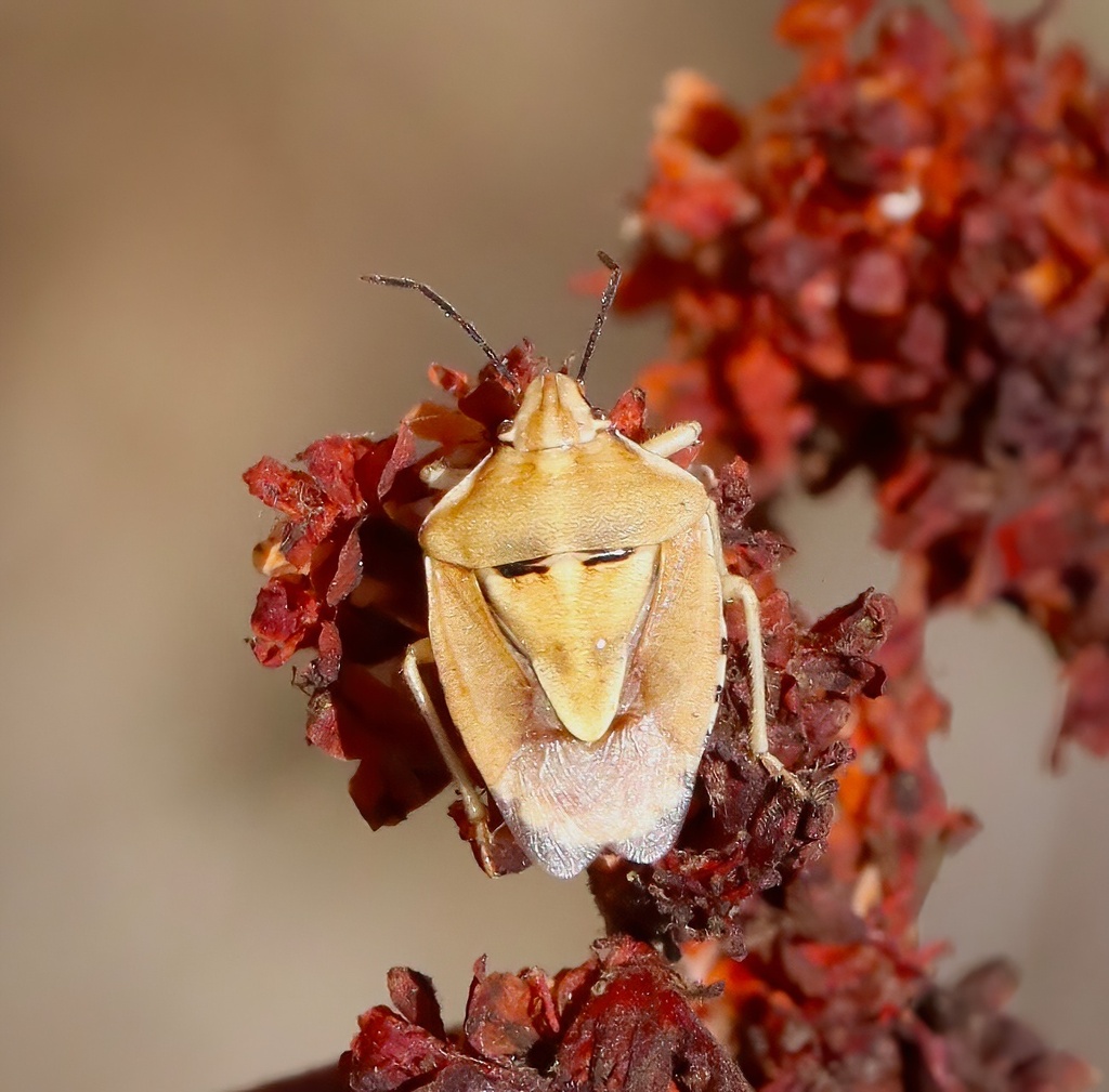 Antheminia sulcata