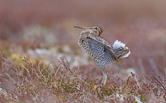 Great Snipe photo 4