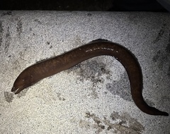 Brown Moray-Eel photo 5