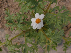 Perityle crassifolia robusta