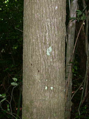 Spondias radlkoferi