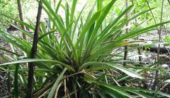 Wittmackia lingulata