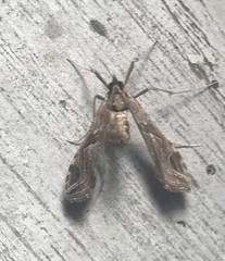 Lineodes integra