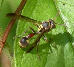 Ropalidia mathematica