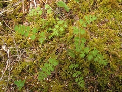 Chaerophyllum colensoi colensoi
