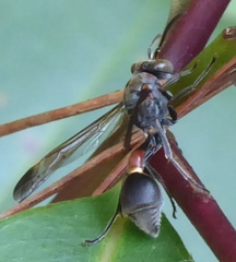 Ropalidia mathematica