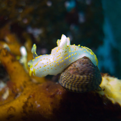 Polycera quadrilineata