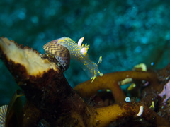 Polycera quadrilineata