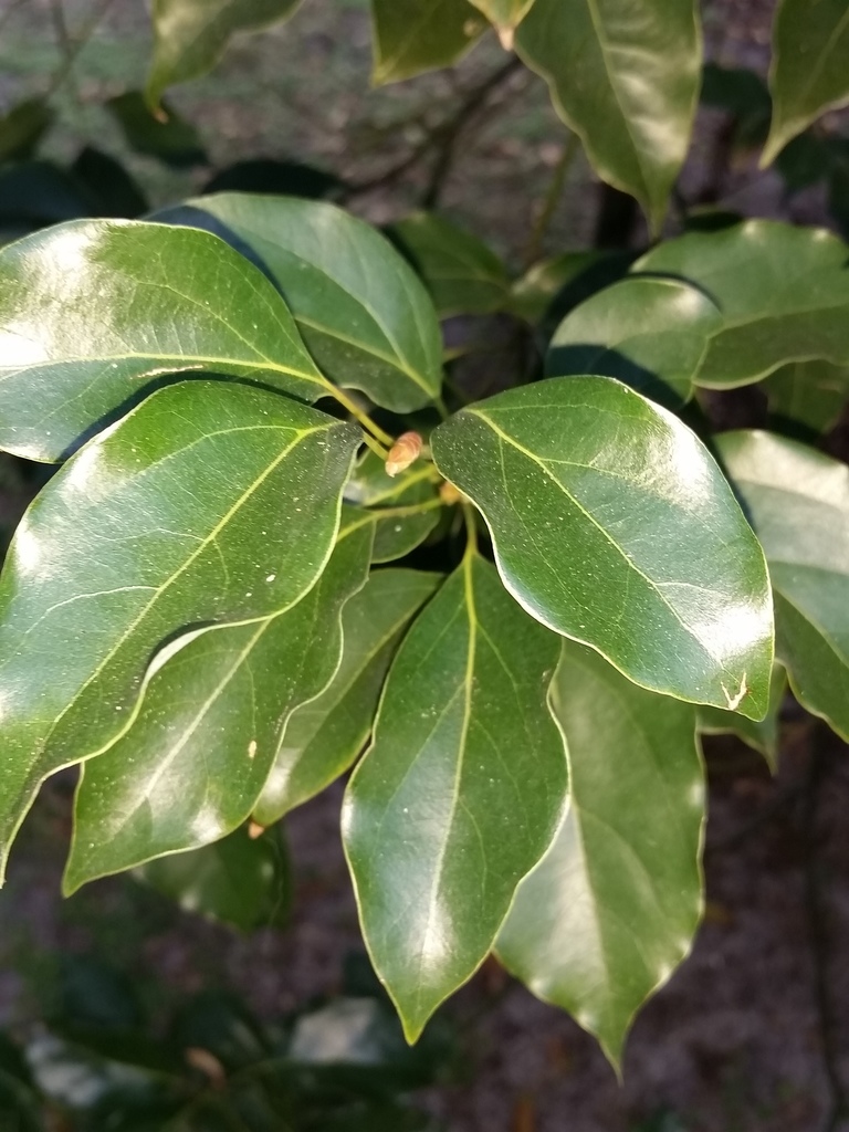 Camphor Tree (Larenhill Eastate - Alien Invasive Species) · iNaturalist ...