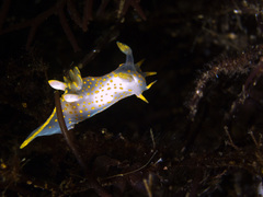 Polycera quadrilineata