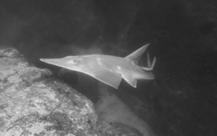 Rhynchobatus australiae