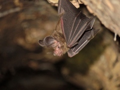 Little Big-Eared Bat photo 2